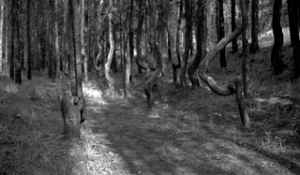 Twisted tree trunks in Jasper National Park